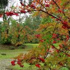 baies pour les oiseaux