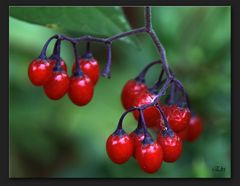 Baies rouges