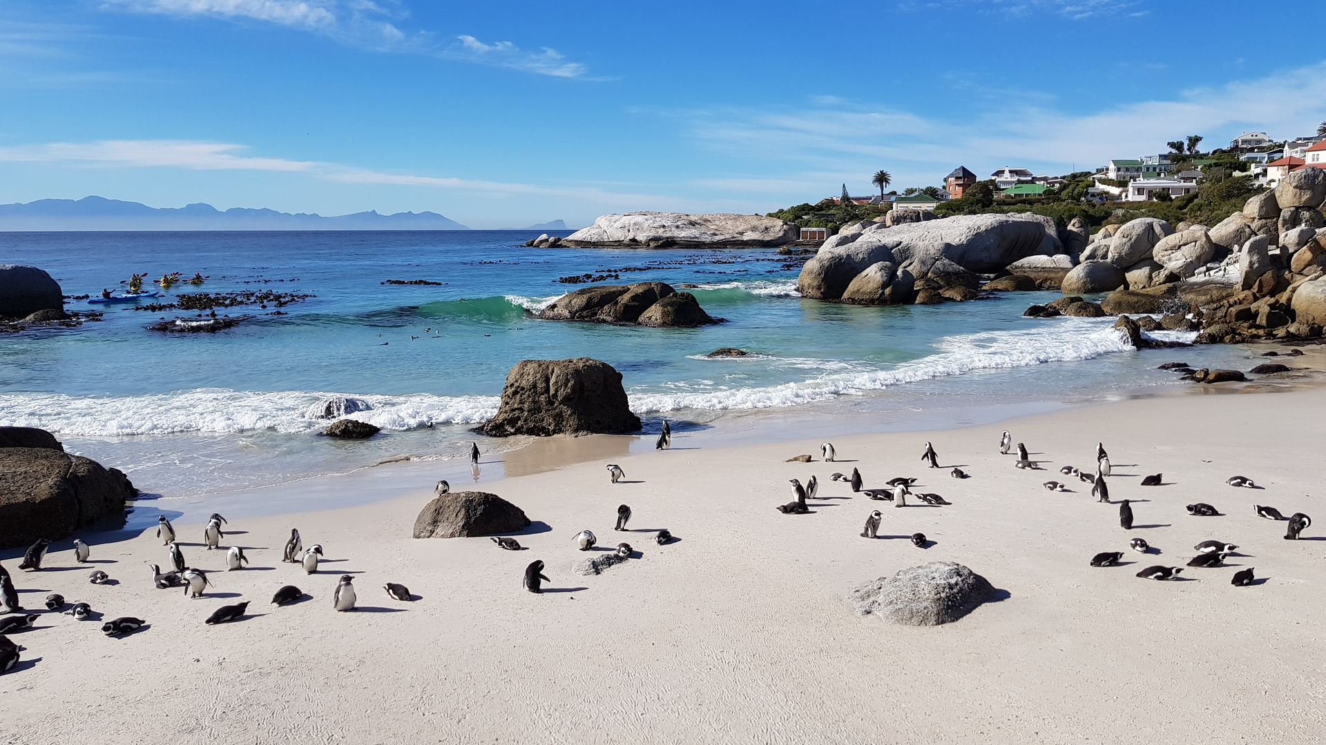 Baignade à Boulders Beach