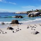 Baignade à Boulders Beach