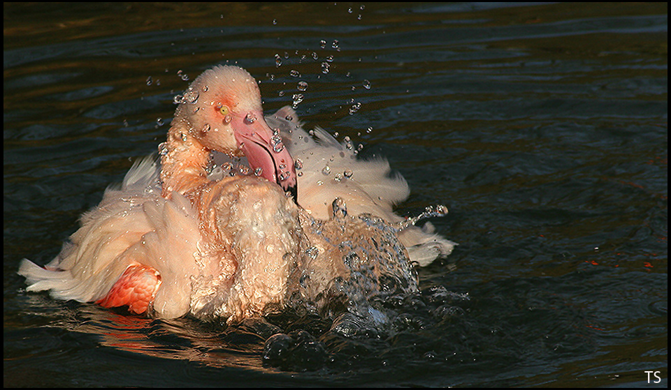 baignade amusante / badespass