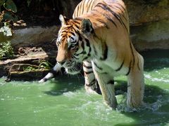 Baignade bienvenue