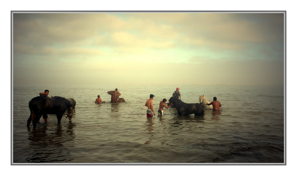 baignade des chevaux