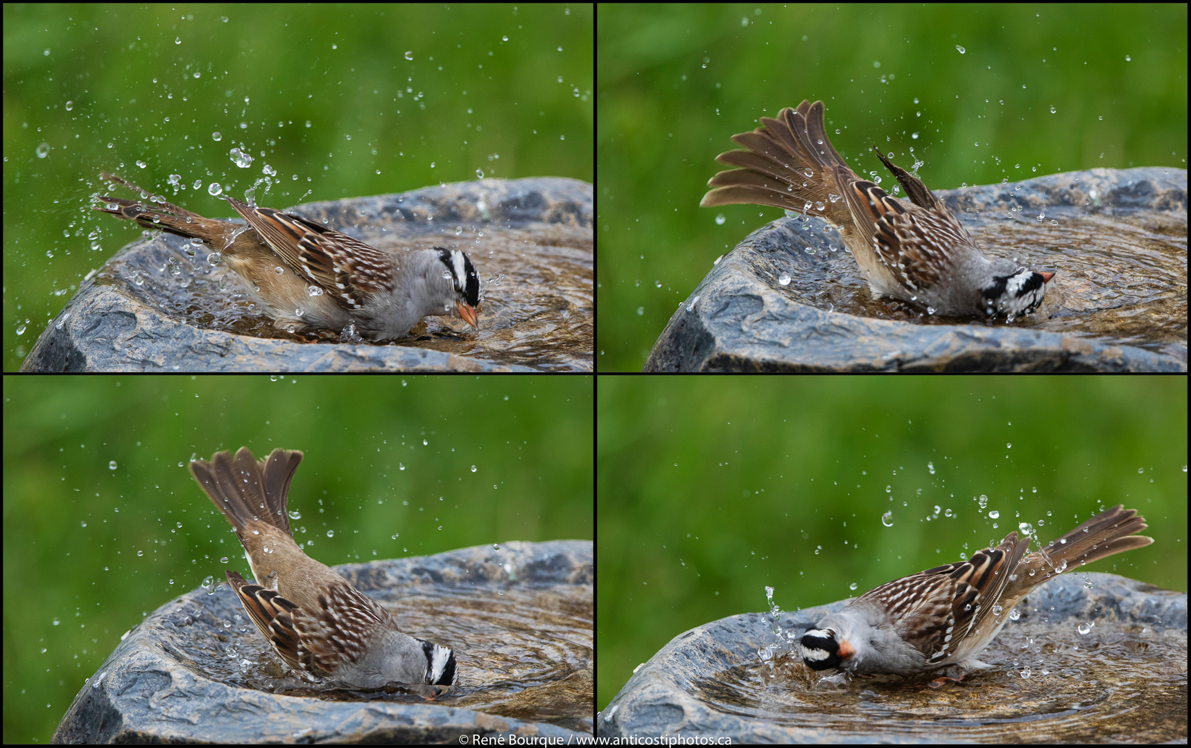 Baignade d'un bruant à couronne blanche