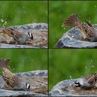 Baignade d'un bruant à couronne blanche