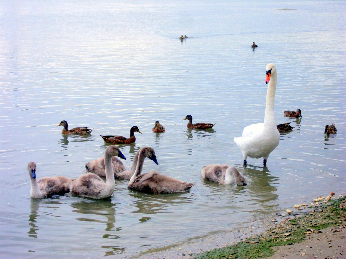 Baignade en famille