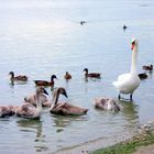 Baignade en famille