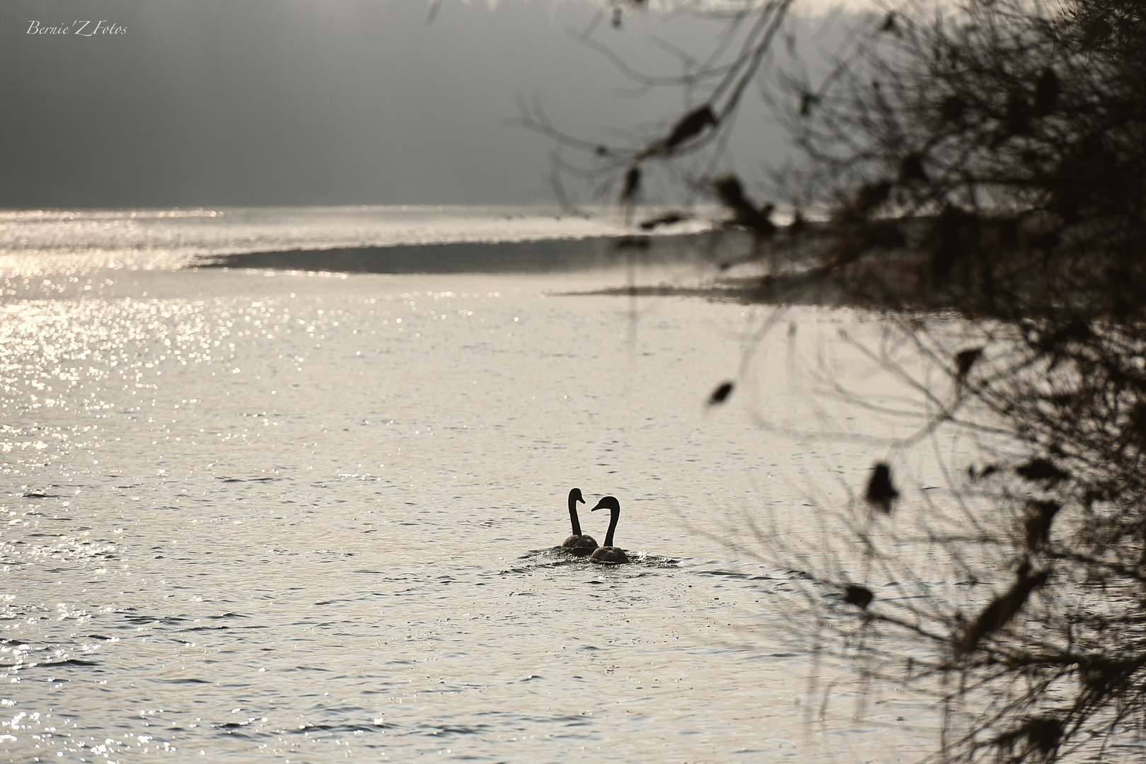 Baignade hivernale