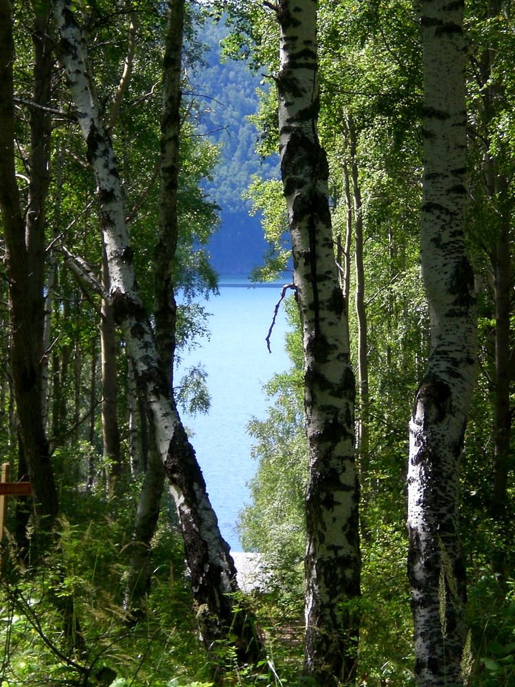 Baikal 1 - Ein Blick durch die Birken in Talzy