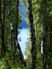 Baikal 1 - Ein Blick durch die Birken in Talzy