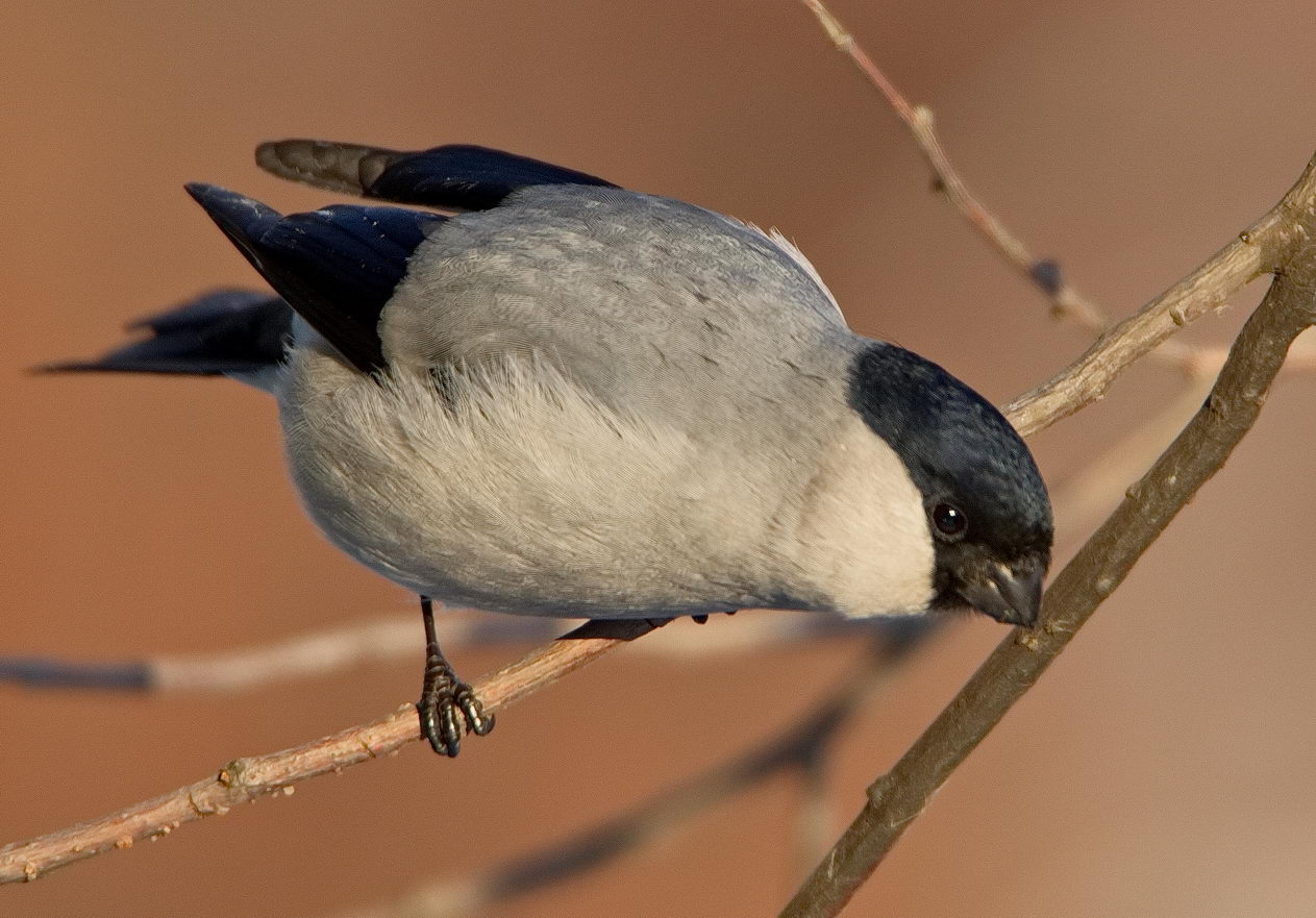 Baikal Bullfinch