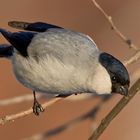 Baikal Bullfinch