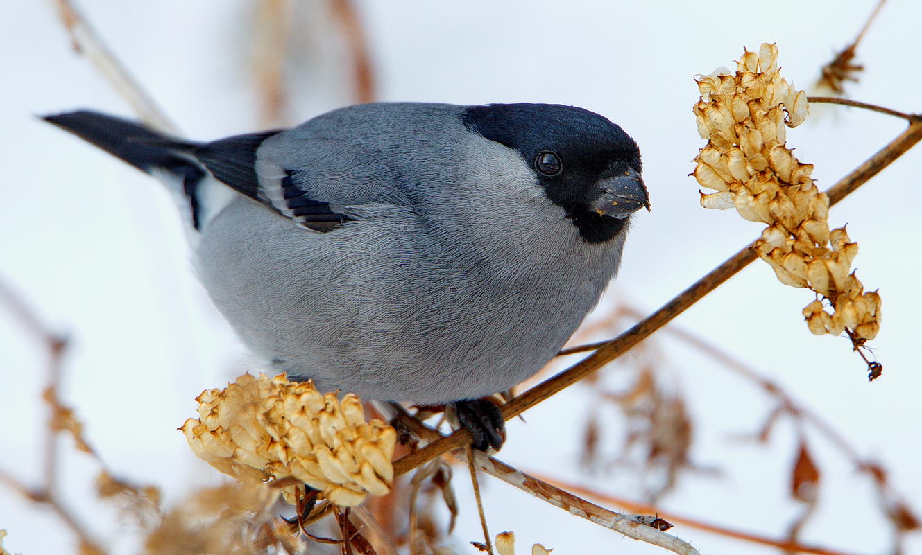 Baikal Bullfinch2