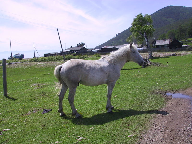 Baikal - Hengst, Sibirien