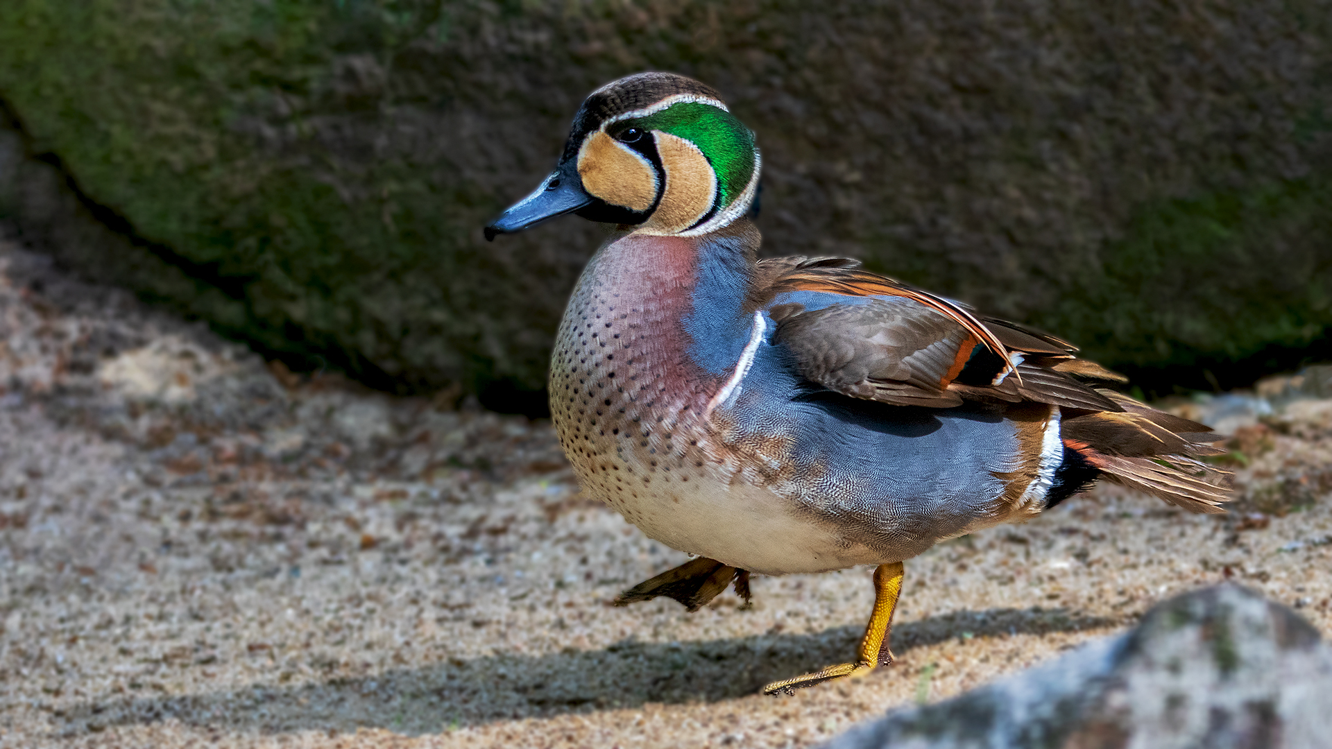 Baikalente im Weltvogelpark 001