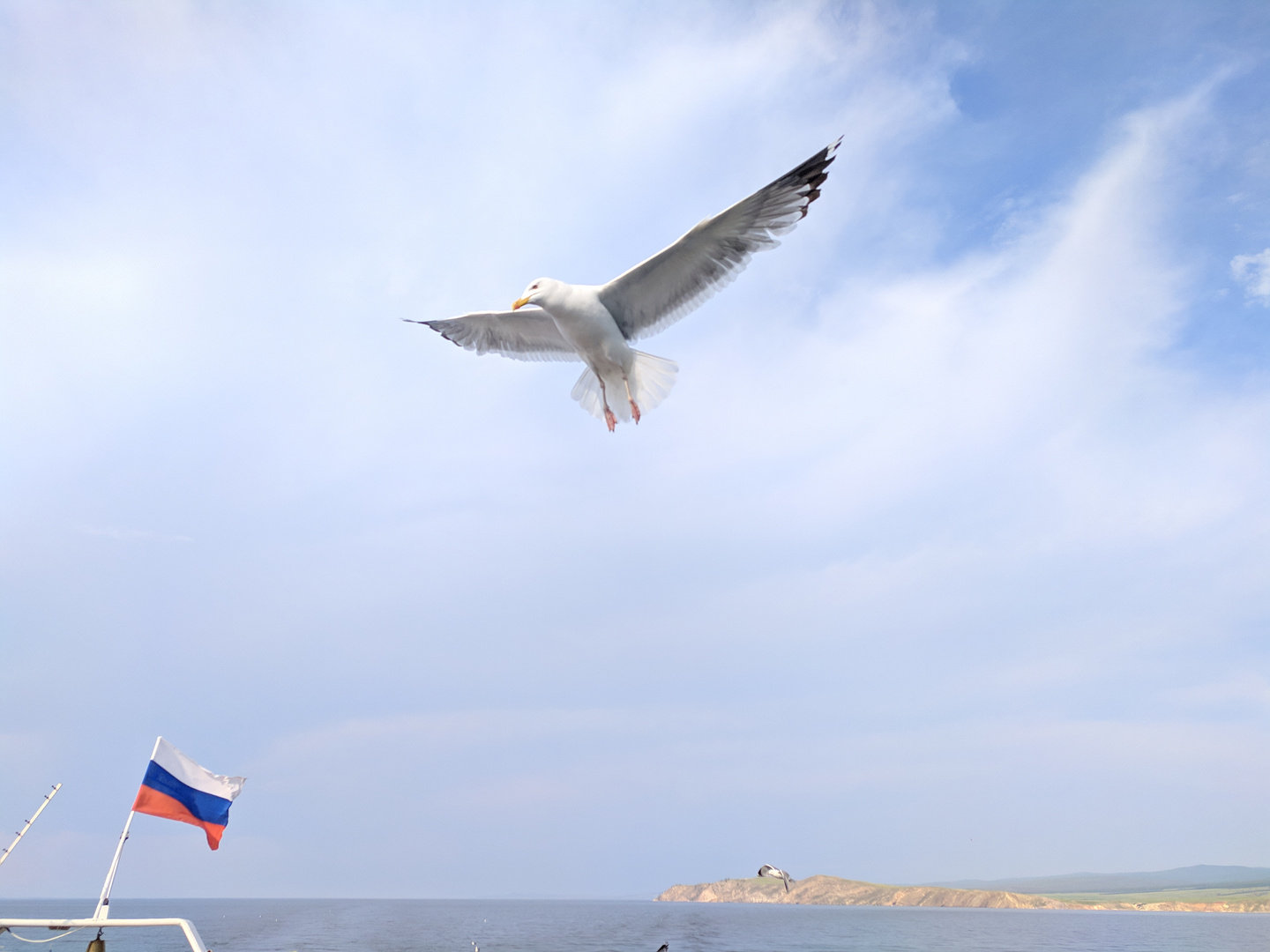 Baikalsee Möwe