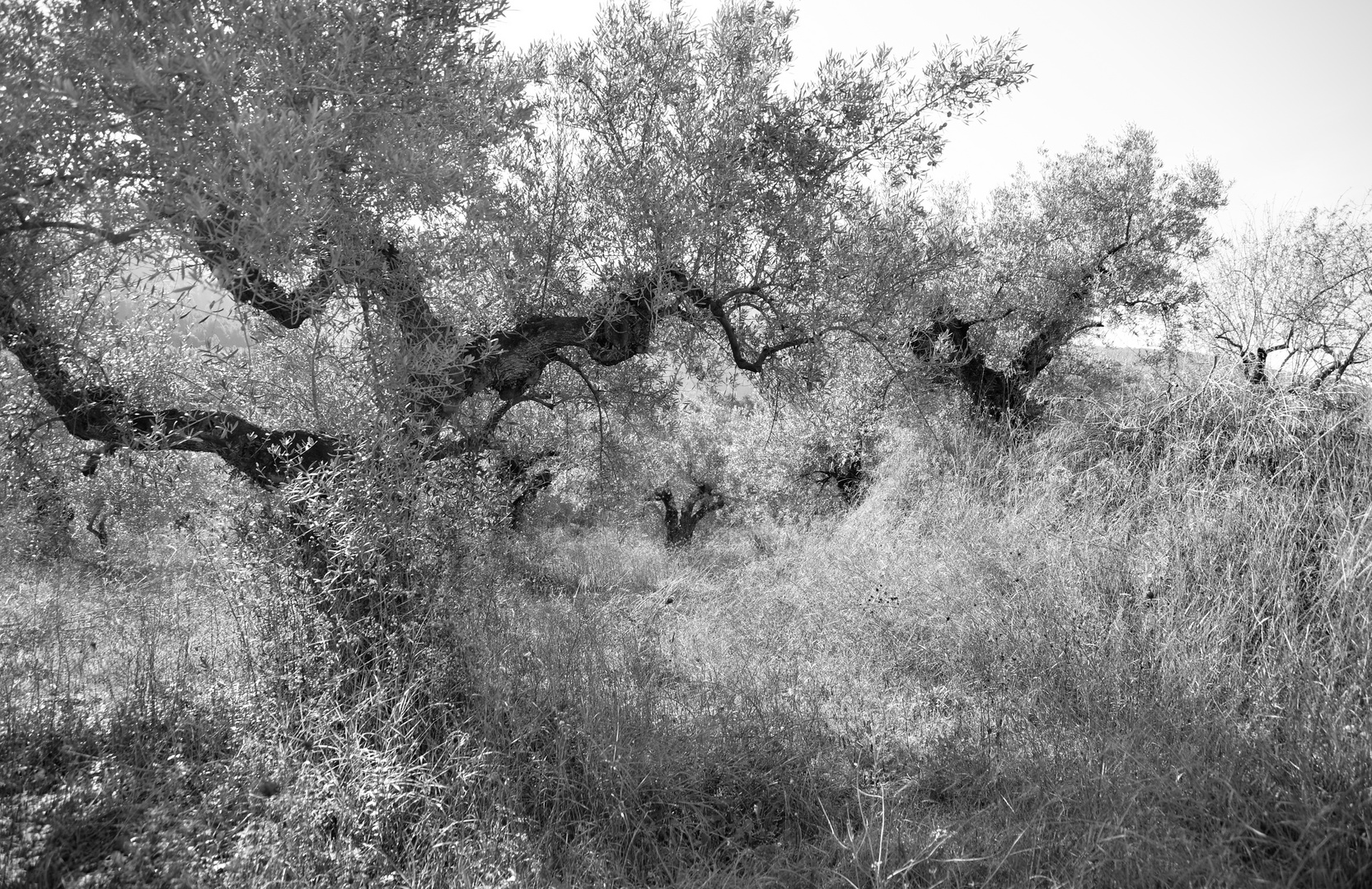 Baile de Olivos - Tanzende Olivenbäume