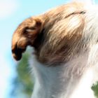 Bailey genießt die Herbstsonne - September 2014