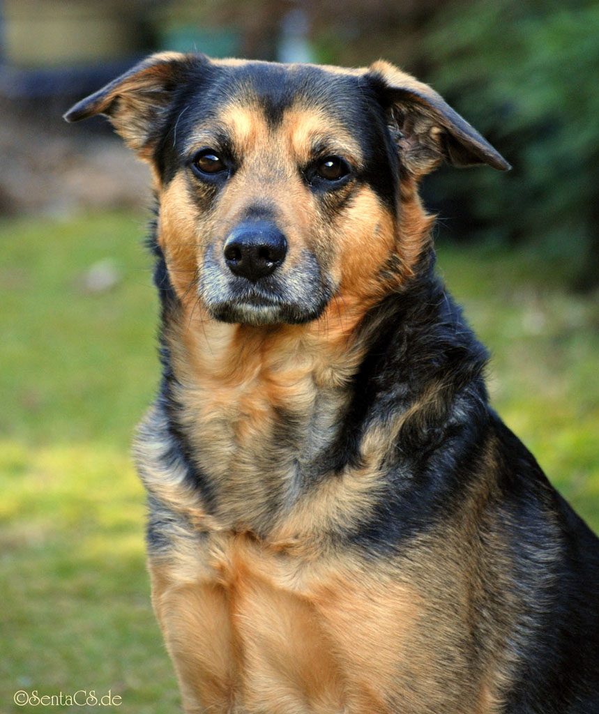 Bailey - Hunde Portrait 2