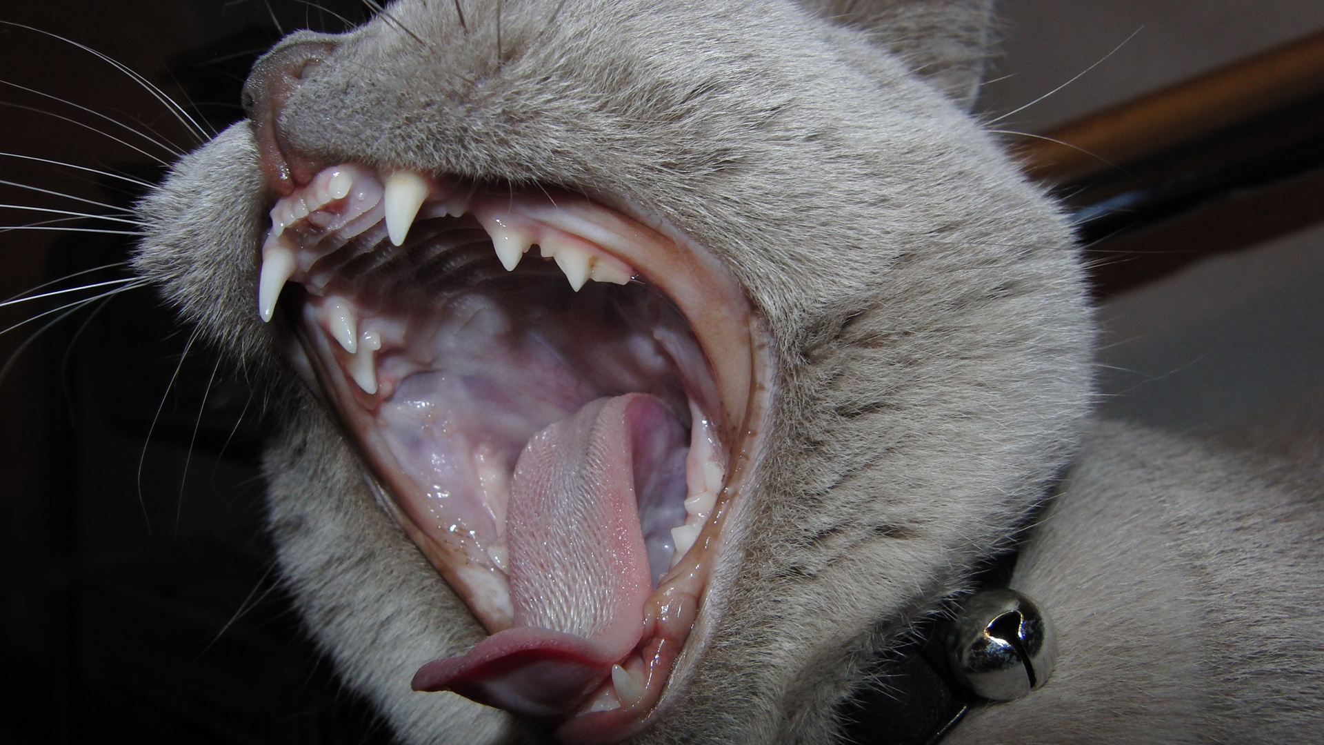 Bailey zeigt Zähne Foto & Bild tiere, haustiere, katzen Bilder auf