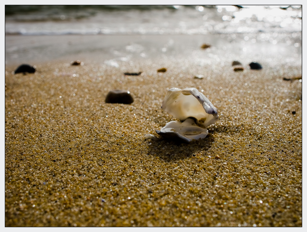 Bailler comme une huître... photo et image animaux, poissons mollusques +crustacés, nature