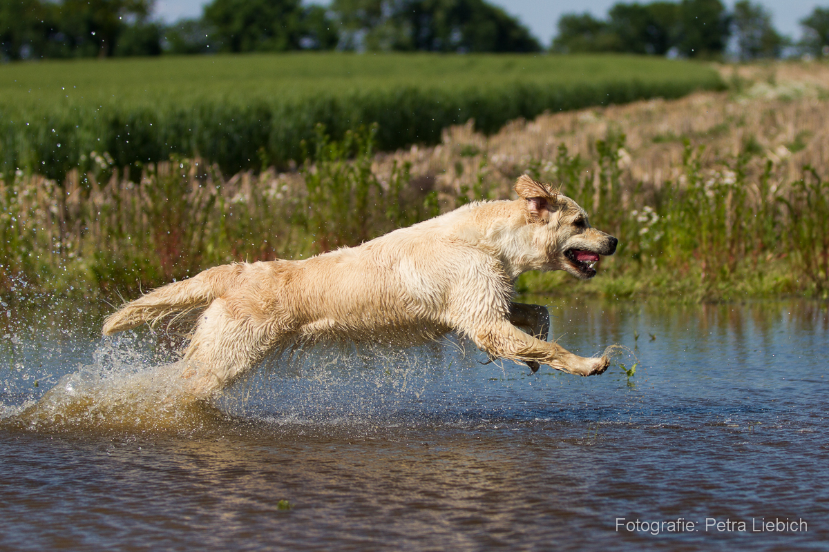 Baily juhu Wasser