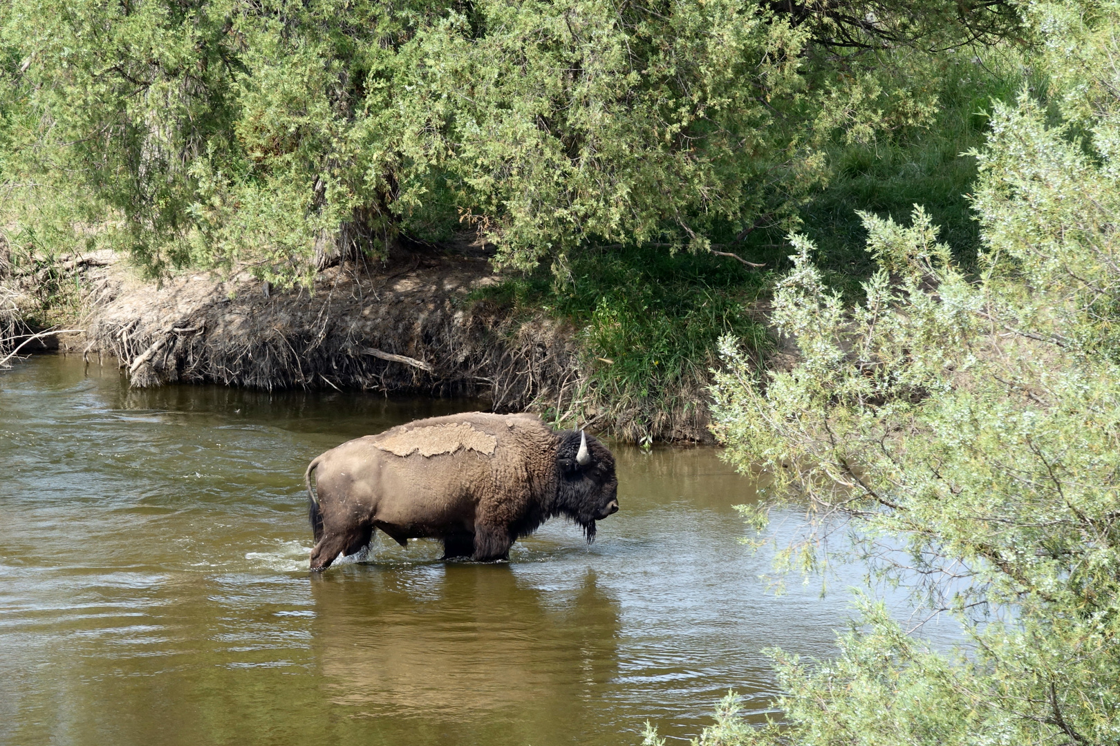 bain de bison