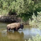 bain de bison