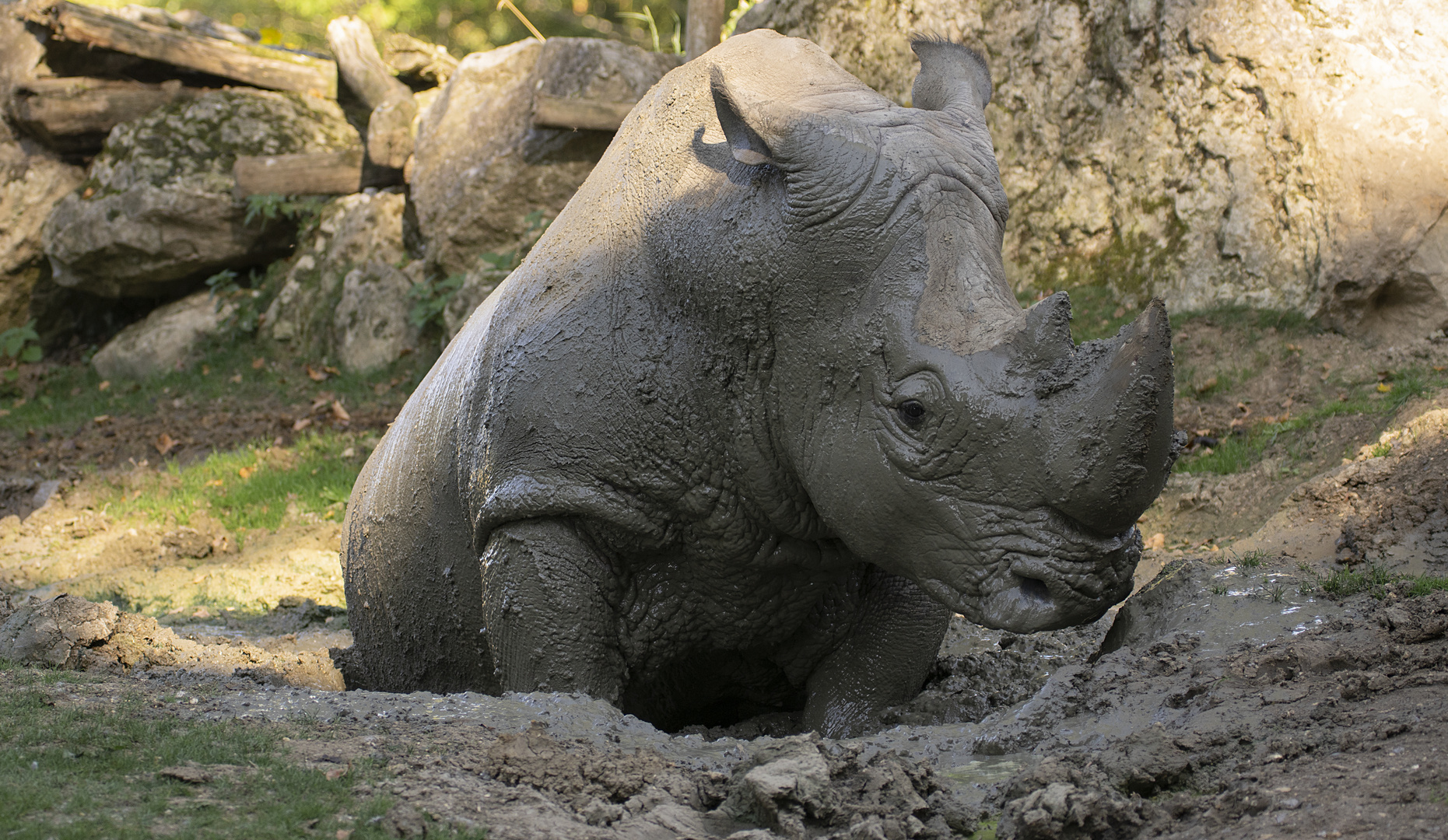 Bain de boue (Ceratotherium simum, rhinocéros blanc)