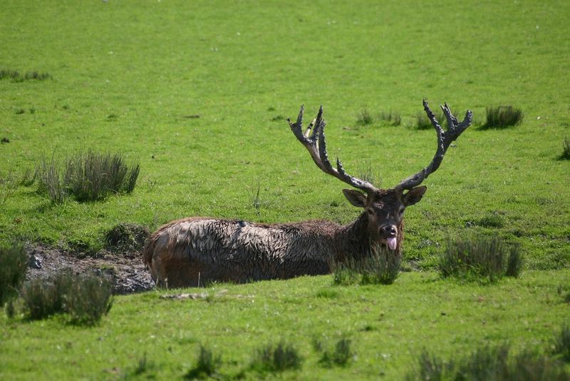 bain de boue d'un Cerf