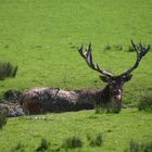 bain de boue d'un Cerf