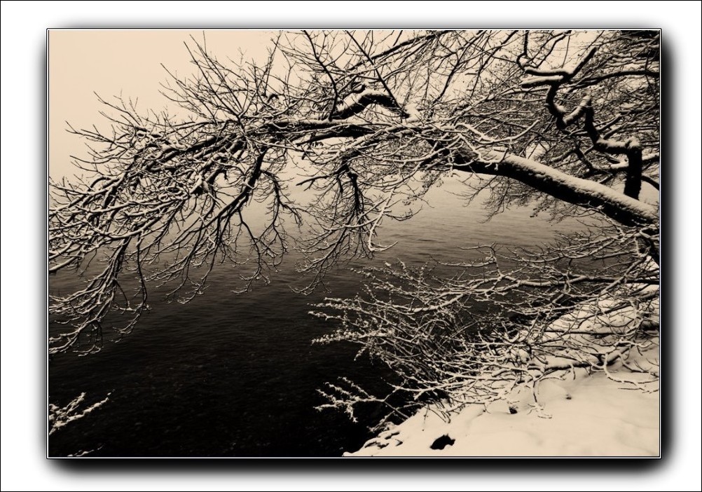 bain de branches dans le Léman