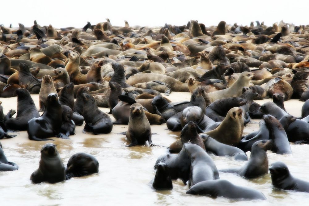 Bain de foule de Elisabeth Krausmann 