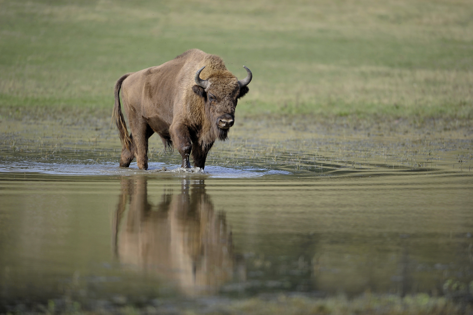 Bain de pieds pour un gros mâle