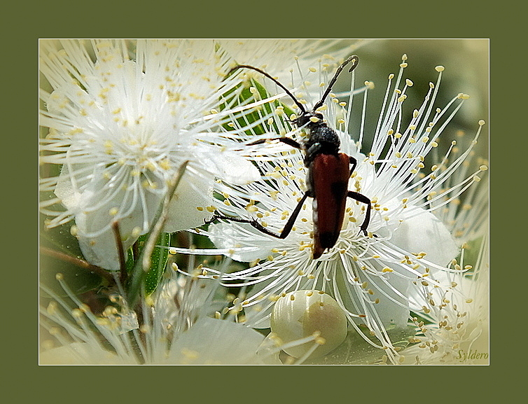 BAIN DE POLLEN