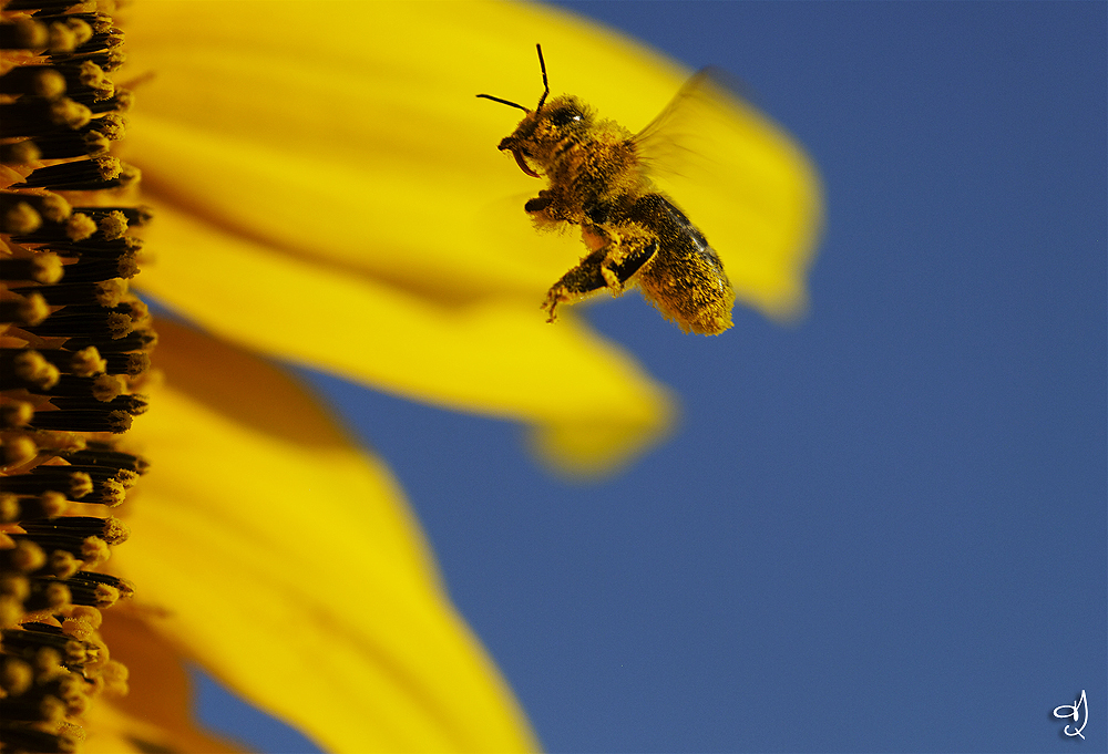 Bain de pollen