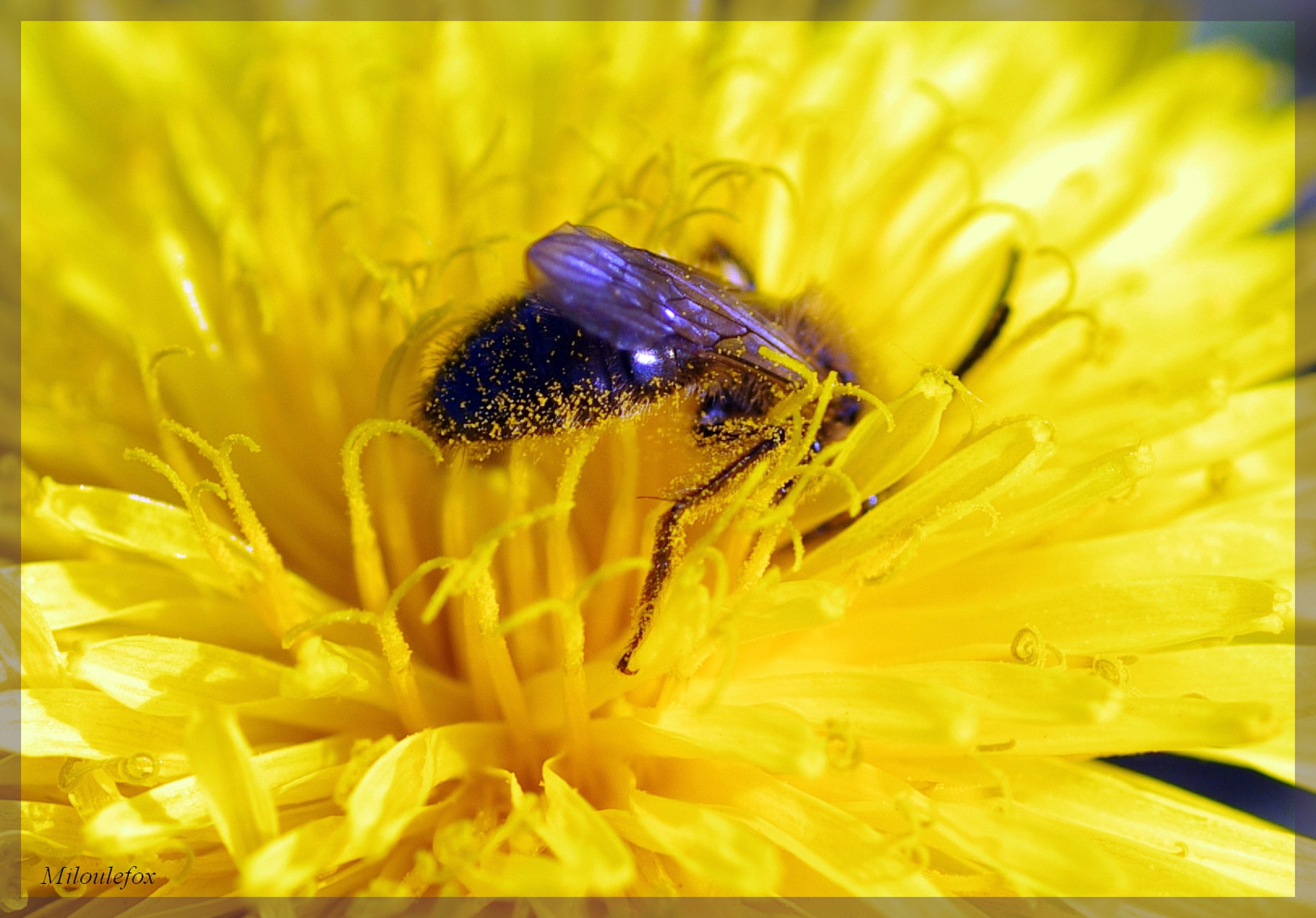 bain de pollen