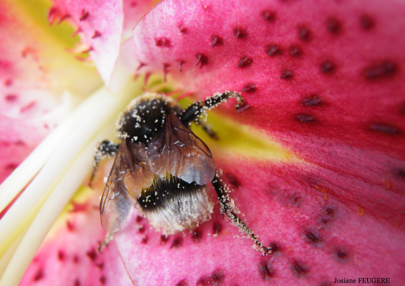 Bain de pollen