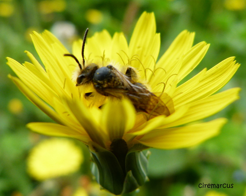 BAIN DE POLLEN