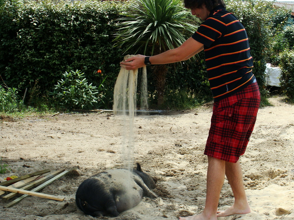 bain de sable pour le cochon viet!