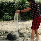 bain de sable pour le cochon viet!