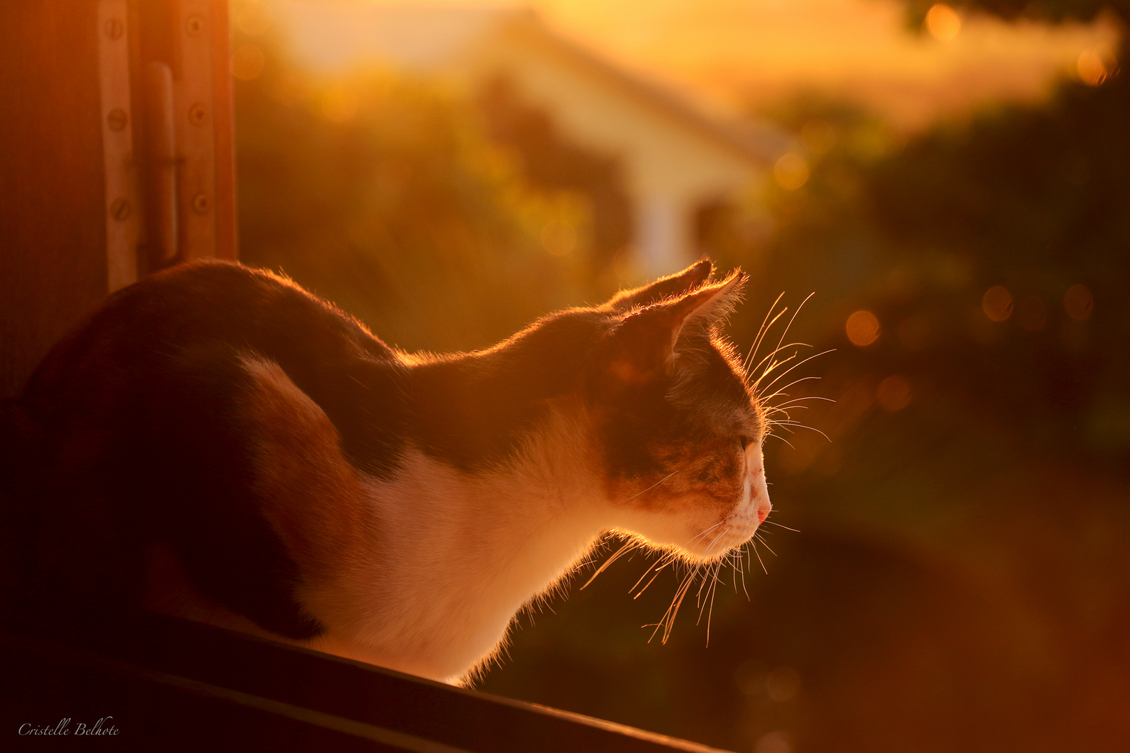 Bain de soleil...