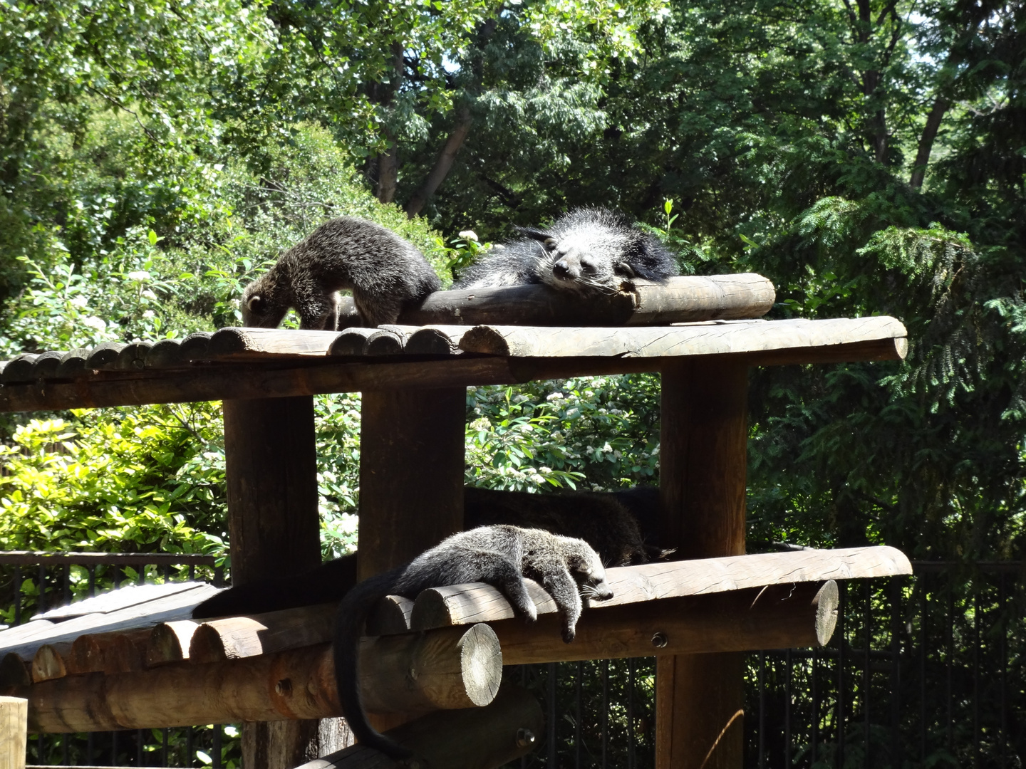 Bain de soleil pour les binturong