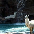 bain des lamas !