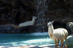 bain des lamas !