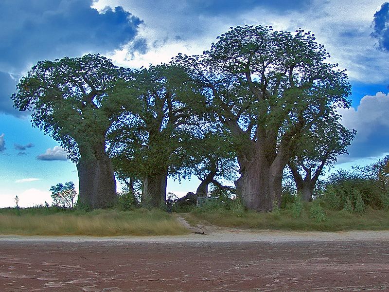 Baines Baobab's 3