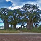 Baines Baobab's 3