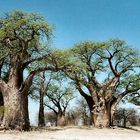 Baines' Baobabs