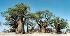 Baines' Baobabs