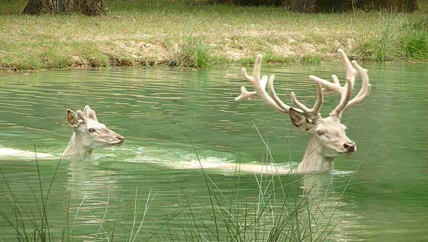 Bains de cerfs blancs